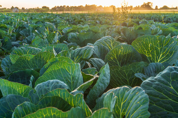 Cabbage field at sunrise with vibrant green leaves illuminated by early morning light