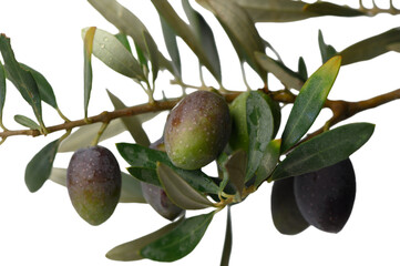 Olive Branch Elegance in Minimalist Style