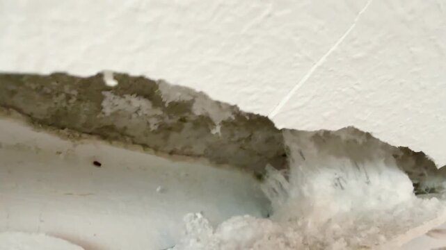 A close-up shot of a damaged wall with a crack and white mold and mildew growing in it. Mold and mildew are hazardous to human health.