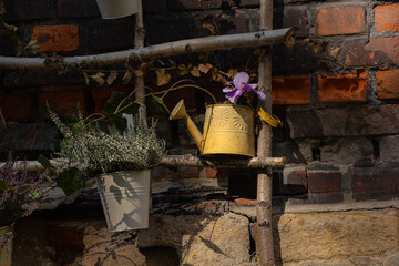 żółta, metalowa konewka z fioletowym kwiatem na schodach starego domu © Magdalena