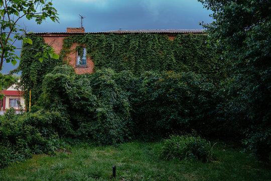 Red brick building overgrown by wild grape