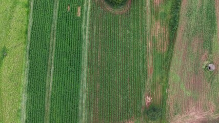 Aerial view of a vibrant agricultural landscape, showcasing organized patterns in cultivated fields