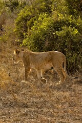Lion cub walking away 