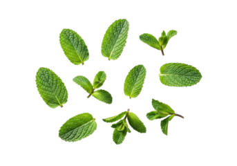 Fresh, vibrant green mint leaves and sprigs with visible veins, scattered on a transparent background in a flat lay, sharp focus, concept of natural freshness and purity