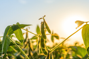 Soybean plants bear ripe pods under a bright sunset in a rural field during late summer
