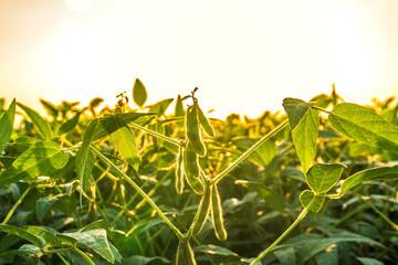 Soybean plants grow under the bright golden sun in a vibrant agricultural field during late...
