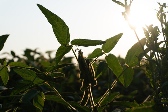 Sunny evening light highlights a grasshopper perched on green leaves in a field