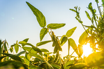 Green soybeans growing in a field during sunset with sun rays shining through leaves near a clear sky
