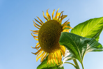 Sunflower blossoming under clear sky with vibrant yellow petals and green leaves in a garden setting during afternoon hours