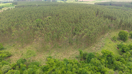 Aerial View of Dense Green Forest with a Clearing  © Felippe Lopes