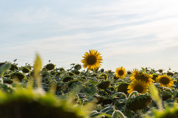 Bright sunflowers bloom in a vibrant field under a clear blue sky during the warm afternoon light...