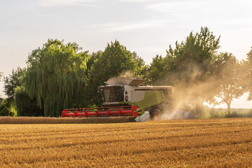 Fototapeta premium Combine harvester working in a golden wheat field during late afternoon with dust and trees in the background
