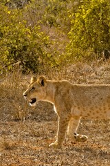 Young Lion Cub in the Wild Savannah. Tsavo East National Park, Kenya 2025.
