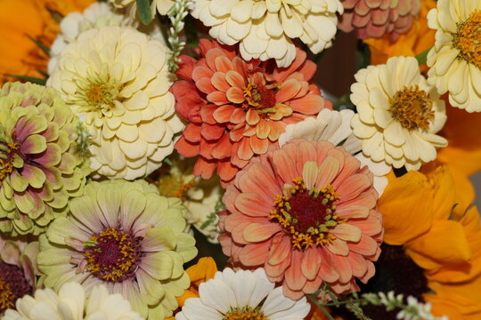 zinnia bouquet