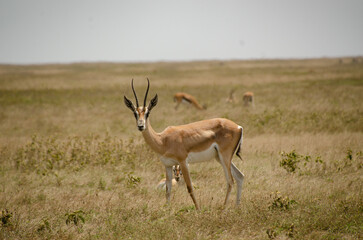 Fototapeta premium Grant's gazelle standing in the dry grass