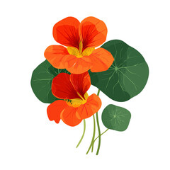 flower set_Simple_flat_2D_icon_nasturtium_flower_isolated_on__white background, 2D flat icon, illustration with EPS format design, minimalist clipart