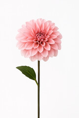 Pink dahlia flower with green leaf isolated on a clean white background