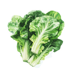 painting_of_fresh_lettuce_on_a_white_Hand-painted watercolor style, vector set available in EPS, vectorized, vegetables set