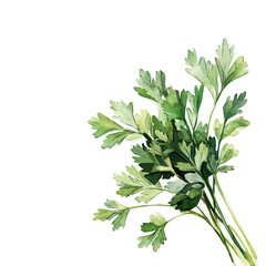 painting_of_green_parsley_on_a_white_Hand-painted watercolor style, vector set available in EPS, vectorized, vegetables set