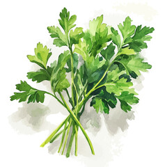 Watercolor_style_painting_of_green_parsley_on_a_white_Hand-painted watercolor design, vectorized, painting style, vector set available in EPS, simple design	