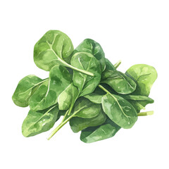 painting_of_fresh_celery_on_a_white_Hand-painted watercolor style, vector set available in EPS, vectorized, vegetables set