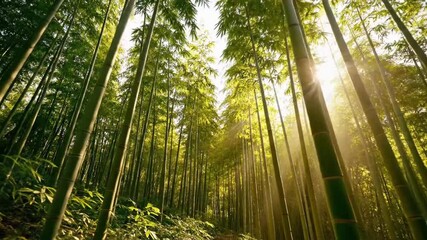 Serene bamboo forest with sunlight - Powered by Adobe