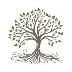 Fototapeta premium Oak tree with roots
