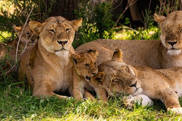 lioness resting with cubs in shade of tree © Janica