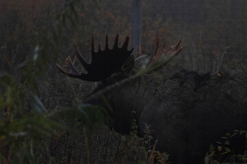 moose