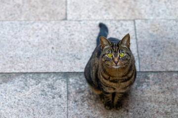 A cute tabby cat with bright yellow-green eyes smiles, looks attentively straight ahead, and has positive emotions. Mental enrichment for indoor cats. 
