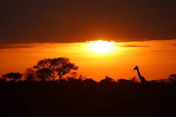 Silhouette of a giraffe against a vibrant orange sunset
