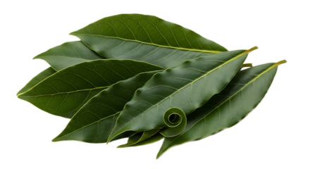 A close up shot of a pile of fresh green bay leaves with visible leaf veins and smooth edges detail
