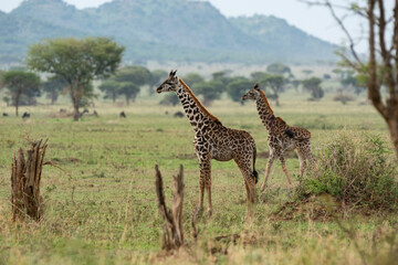 Obraz premium Two young giraffes walking across the open African plains