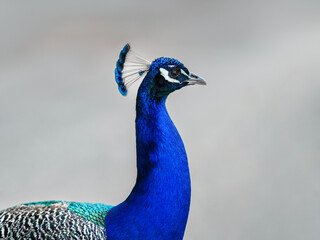 Portrait of a male peacock displaying beautiful plumage. Close-up image highlighting the vibrant blue head and neck of an indian peacock with its intricate feather patterns.
