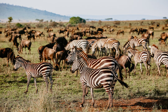 Zebras and wildebeests grazing together during the Great Migration - Powered by Adobe