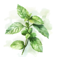 Beautiful mint and pepper mint leaf painting design set. Hand-painted style, vectorized, vector set available in EPS, Simple Hand-painted watercolor style © Zizak