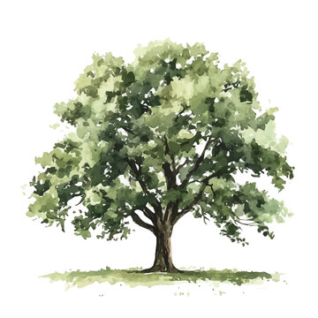 Old oak tree painting design set, Hand-painted style, vectorized, vector set available in EPS, Simple Hand-painted watercolor style