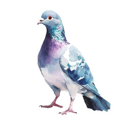 Colorful pigeon painting design set. Hand-painted style, vectorized, vector set available in EPS, Simple Hand-painted watercolor style bird