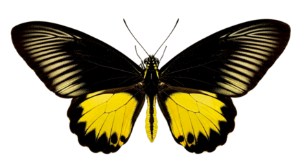 A vibrant butterfly with black and yellow wings spread open against a stark black background shows detail