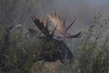 elk