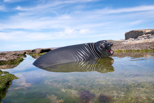 retrato, bigotes, elefante marino, sea elephant, Patagonia, Patagonia argentina, Sudam&eacute;rica, mam&iacute;fero marino, bajo el agua, animal, fauna, mam&iacute;fero, trompa, prob&oacute;scide, trompudo, pinn&iacute;pedo, focas, pla