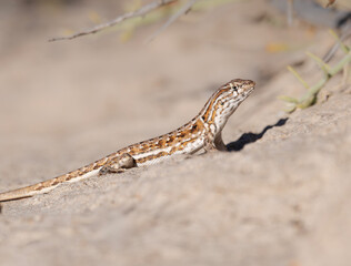 lagartija patagónica en playa de arena