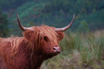 A brown highland cow in Glen Nevis in Scotland	