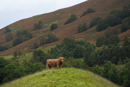 A brown highland cow in Glen Nevis in Scotland	
