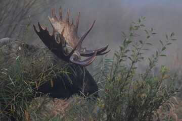 elk