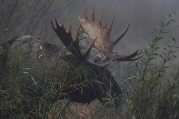 elk