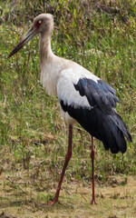 Image of a stork on the grass in Brazil.