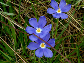 delicate wildflower (Calydorea campestris ) in the meadow, close-up.