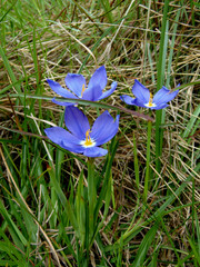 delicate wildflower (Calydorea campestris ) in the meadow, close-up.