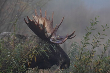 elk